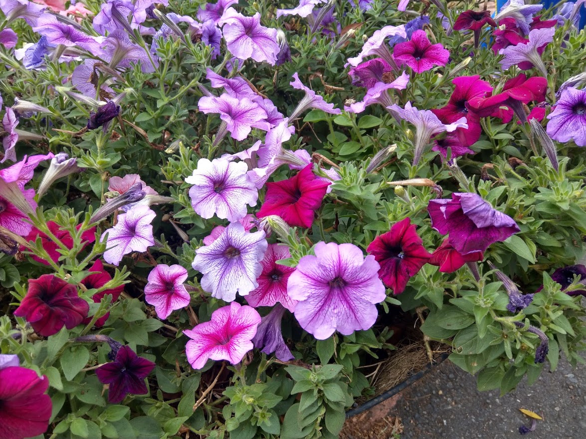 【一起踏青～走走去！】_蝴蝶班